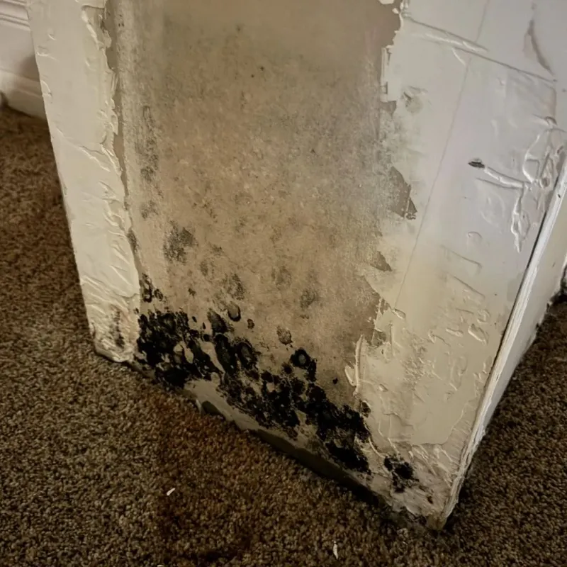 Professional Mold Removal in Limestone County, TX